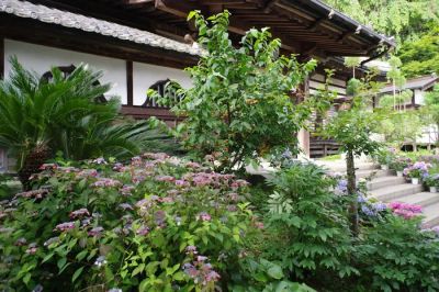 Wnętrze przestronnej oranżerii z bujną roślinnością i wygodnym miejscem do relaksu.