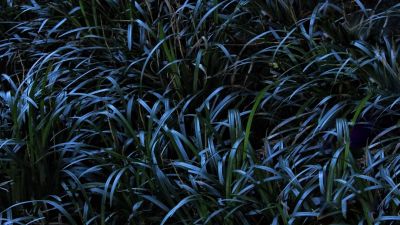 Pielęgnacja ogrodu zimą Jak chronić mała architektura ogrodowa i rośliny?